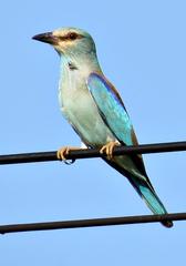 Coracias garrulus garrulus