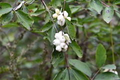 Symphoricarpos albus
