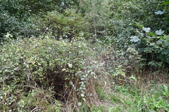 Symphoricarpos albus