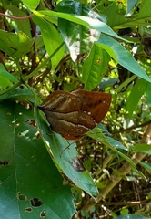 Kallimoides rumia rumia