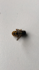 Vespula germanica