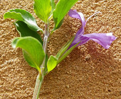 Acanthaceae