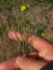 Erysimum canescens