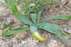 Ammocharis longifolia