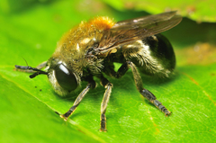 Microdon manitobensis