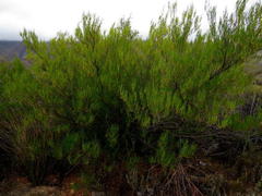 Dodonaea viscosa viscosa