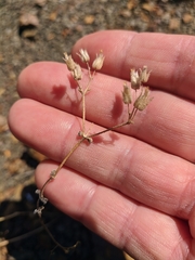 Cerastium ramosissimum