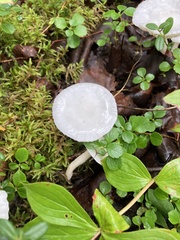 Hygrophorus piceae
