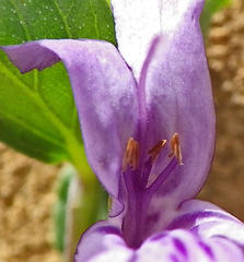 Acanthaceae