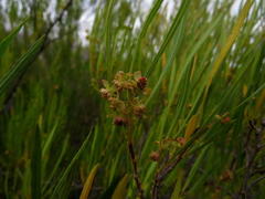 Dodonaea viscosa viscosa