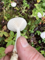 Hygrophorus piceae