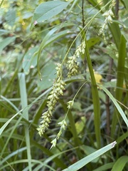 Diarrhena obovata