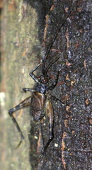 Phalangopsinae