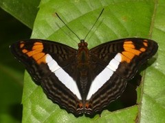 Adelpha capucinus capucinus