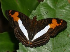 Adelpha capucinus capucinus