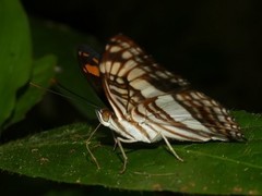 Adelpha capucinus capucinus