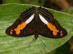 Adelpha thesprotia