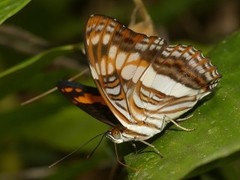 Adelpha thesprotia