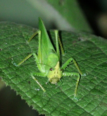 Copiphora cultricornis