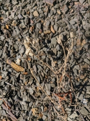 Cerastium ramosissimum