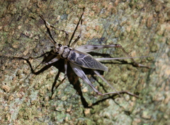 Phalangopsinae
