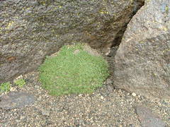 Azorella monantha