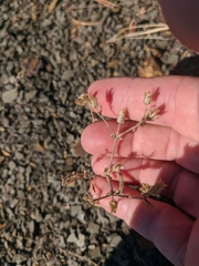 Cerastium ramosissimum