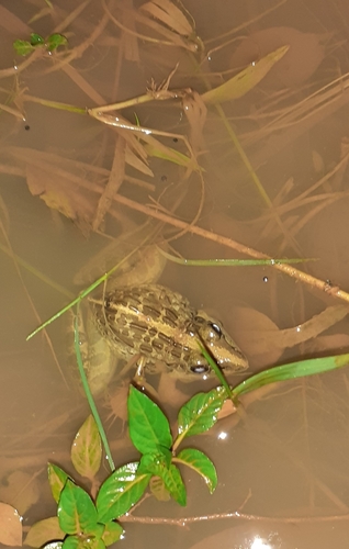 Broad-banded Grass Frog