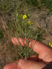Erysimum canescens