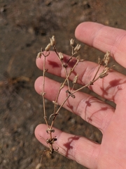 Cerastium ramosissimum
