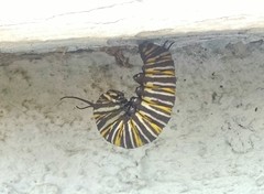 Danaus plexippus