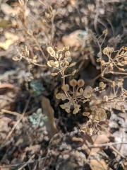 Odontarrhena tortuosa