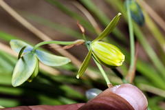 Albuca spiralis