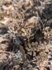 Odontarrhena tortuosa