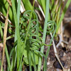 Albuca spiralis