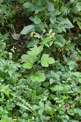 Geum macrophyllum