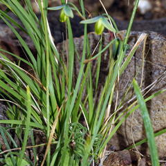 Albuca spiralis