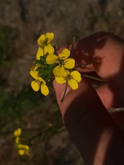 Erysimum canescens