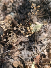 Odontarrhena tortuosa