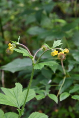 Geum macrophyllum