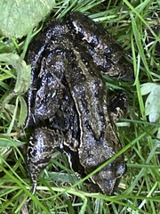 Rana
