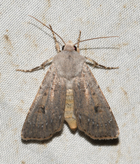 Agrotis vetusta