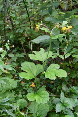 Geum macrophyllum
