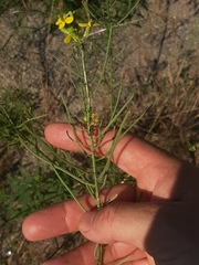 Erysimum canescens