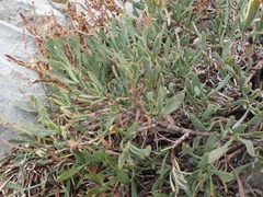 Limoniastrum monopetalum