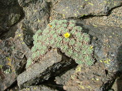 Oxalis erythrorrhiza