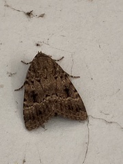Amphipyra pyramidea