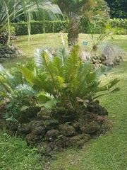 Cycas thouarsii