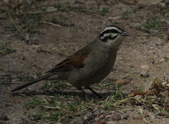 Emberiza capensis capensis