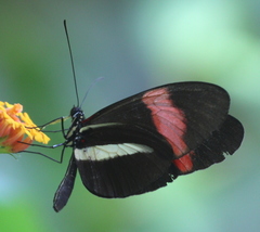 Heliconius melpomene rosina